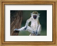 Framed Vervet Monkey Kenya Africa