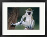 Framed Vervet Monkey Kenya Africa