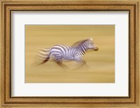 Framed Zebra in Motion Kenya Africa