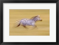 Framed Zebra in Motion Kenya Africa