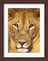 Framed Close-up of a lioness, Tanzania