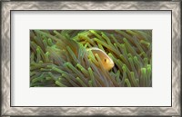 Framed Close-up of a Skunk Anemone fish and Indian Bulb Anemone