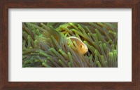 Framed Close-up of a Skunk Anemone fish and Indian Bulb Anemone