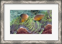 Framed Two Skunk Anemone fish and Indian Bulb Anemone