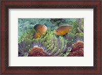 Framed Two Skunk Anemone fish and Indian Bulb Anemone