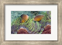 Framed Two Skunk Anemone fish and Indian Bulb Anemone