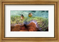 Framed Skunk Anemone and Indian Bulb Anemone