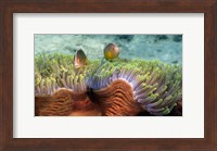 Framed Skunk Anemone and Indian Bulb Anemone
