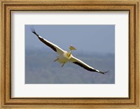 Framed African great white pelican