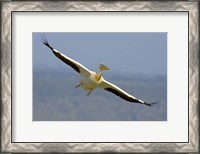 Framed African great white pelican