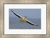 Framed African great white pelican