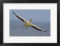 Framed African great white pelican