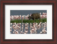 Framed Cape Buffalo and Lesser Flamingos