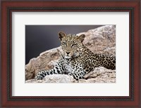 Framed Close-up of a leopard lying on a rock