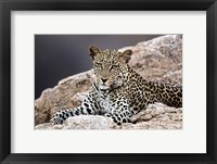 Framed Close-up of a leopard lying on a rock