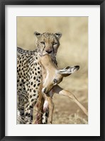 Framed Close-up of a cheetah carrying its kill