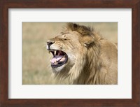 Framed Close-up of a male lion roaring