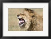 Framed Close-up of a male lion roaring