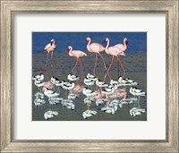 Framed Avocets and flamingos standing in water, Ngorongoro Crater, Ngorongoro Conservation Area, Tanzania