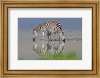 Framed Two zebras drinking water from a lake, Ngorongoro Conservation Area, Arusha Region, Tanzania (Equus burchelli chapmani)