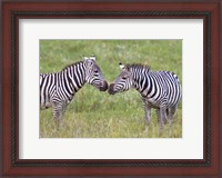 Framed Side profile of two zebras touching their snouts, Ngorongoro Crater, Ngorongoro Conservation Area, Tanzania