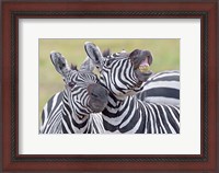 Framed Close-up of two zebras, Ngorongoro Crater, Ngorongoro Conservation Area, Tanzania