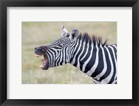 Framed Close-up of a zebra braying, Ngorongoro Crater, Ngorongoro Conservation Area Tanzania