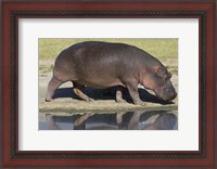 Framed Side profile of a hippopotamus walking, Ngorongoro Crater, Ngorongoro Conservation Area, Tanzania (Hippopotamus amphibius)