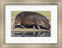 Framed Side profile of a hippopotamus walking, Ngorongoro Crater, Ngorongoro Conservation Area, Tanzania (Hippopotamus amphibius)