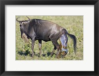 Framed Side profile of a wildebeest giving birth to its calf, Ngorongoro Crater, Ngorongoro Conservation Area, Tanzania