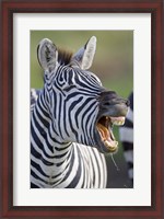 Framed Close-up of a zebra calling, Ngorongoro Crater, Ngorongoro Conservation Area, Tanzania