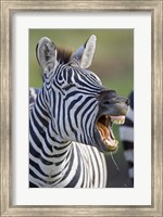 Framed Close-up of a zebra calling, Ngorongoro Crater, Ngorongoro Conservation Area, Tanzania
