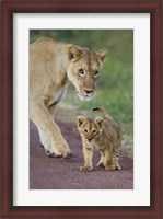 Framed Close-up of a lioness and her cub, Ngorongoro Crater, Ngorongoro Conservation Area, Tanzania (Panthera leo)