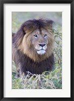 Framed Close-up of a Black maned lion, Ngorongoro Crater, Ngorongoro Conservation Area, Tanzania