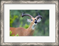 Framed Close-up of an impala (Aepyceros melampus)