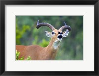 Framed Close-up of an impala (Aepyceros melampus)