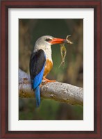 Framed Side profile of a bird with a frog in its beak, Lake Manyara National Park, Tanzania
