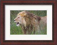 Framed Side profile of a lion in a forest, Ngorongoro Conservation Area, Tanzania (panthera leo)