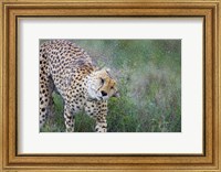 Framed Cheetah shaking off water from its body, Ngorongoro Conservation Area, Tanzania (Acinonyx jubatus)