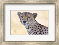 Framed Close-up of a cheetah, Ngorongoro Conservation Area, Arusha Region, Tanzania (Acinonyx jubatus)