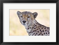 Framed Close-up of a cheetah, Ngorongoro Conservation Area, Arusha Region, Tanzania (Acinonyx jubatus)