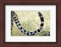 Framed Close-up of a cheetah's tail, Ngorongoro Conservation Area, Arusha Region, Tanzania (Acinonyx jubatus)
