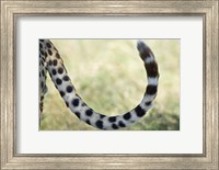 Framed Close-up of a cheetah's tail, Ngorongoro Conservation Area, Arusha Region, Tanzania (Acinonyx jubatus)