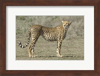 Framed Side profile of a cheetah, Ngorongoro Conservation Area, Arusha Region, Tanzania (Acinonyx jubatus)