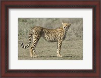 Framed Side profile of a cheetah, Ngorongoro Conservation Area, Arusha Region, Tanzania (Acinonyx jubatus)