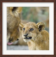 Framed Close-up of a lion cub, Ngorongoro Conservation Area, Arusha Region, Tanzania (Panthera leo)