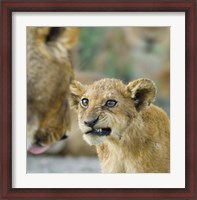 Framed Close-up of a lion cub, Ngorongoro Conservation Area, Arusha Region, Tanzania (Panthera leo)