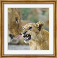 Framed Lion Cub and Mother, Ngorongoro Conservation Area, Arusha Region, Tanzania (Panthera leo)