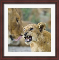 Framed Lion Cub and Mother, Ngorongoro Conservation Area, Arusha Region, Tanzania (Panthera leo)