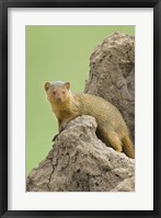 Framed Side profile of a Dwarf mongoose, Tarangire National Park, Arusha Region, Tanzania (Helogale parvula)